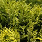 Cypruštek Lawsonov (Chamaecyparis lawsoniana)  ´STEWARTII´ - výška 60-90 cm, kont. C3L